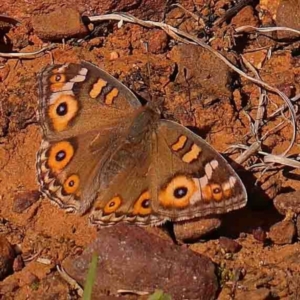 Junonia villida at O'Connor, ACT - 31 Aug 2024 01:19 PM