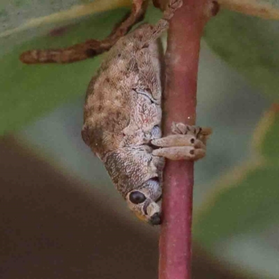 Gonipterus sp. (genus) (Eucalyptus Weevil) at O'Connor, ACT - 31 Aug 2024 by ConBoekel