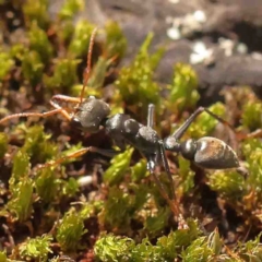 Myrmecia sp., pilosula-group (Jack jumper) at O'Connor, ACT - 31 Aug 2024 by ConBoekel