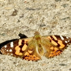 Vanessa kershawi (Australian Painted Lady) at Aranda, ACT - 1 Sep 2024 by KMcCue