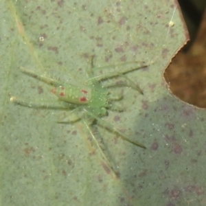 Araneus talipedatus at Hall, ACT - 1 Sep 2024 12:22 PM