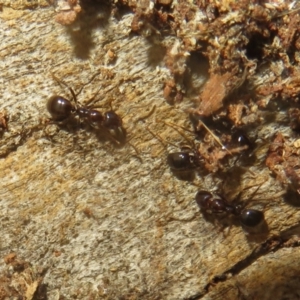 Papyrius sp. (genus) at Hall, ACT - 1 Sep 2024