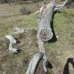 Papyrius sp. (genus) at Hall, ACT - suppressed