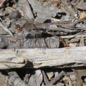 Diplacodes bipunctata at Hall, ACT - 1 Sep 2024