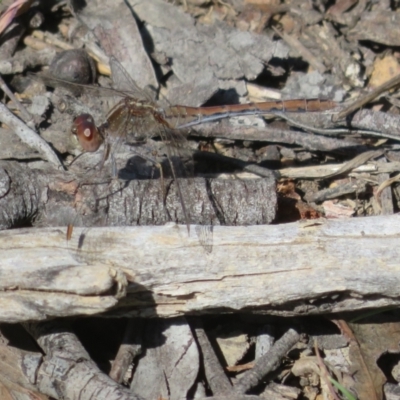 Diplacodes bipunctata (Wandering Percher) at Hall, ACT - 1 Sep 2024 by Christine