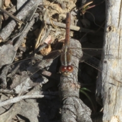 Diplacodes bipunctata at Hall, ACT - 1 Sep 2024