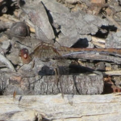 Diplacodes bipunctata at Hall, ACT - 1 Sep 2024