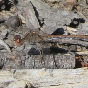 Diplacodes bipunctata at Hall, ACT - 1 Sep 2024