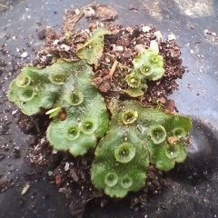 Marchantia polymorpha at Cooma, NSW - 1 Sep 2024 10:21 AM