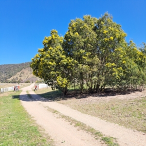 Acacia dealbata at Lake George, NSW - 1 Sep 2024 12:36 PM