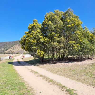 Acacia dealbata (Silver Wattle) at Lake George, NSW - 1 Sep 2024 by abread111