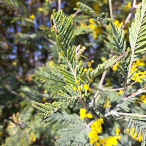 Acacia dealbata at Lake George, NSW - 1 Sep 2024 12:36 PM