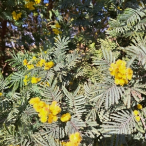 Acacia dealbata at Lake George, NSW - 1 Sep 2024