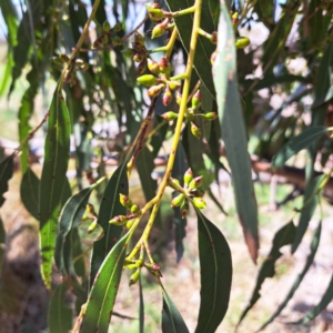 Eucalyptus bridgesiana at Lake George, NSW - 1 Sep 2024 12:04 PM