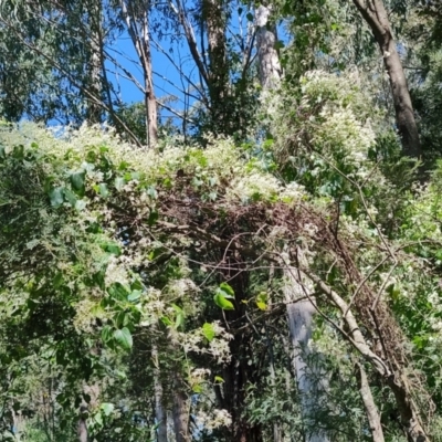 Clematis aristata at Mares Run, NSW - 1 Sep 2024 by LyndalT