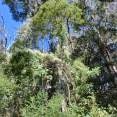 Clematis glycinoides at Mares Run, NSW - 1 Sep 2024 11:41 AM