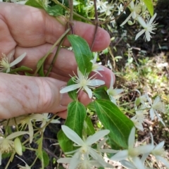 Clematis glycinoides at Mares Run, NSW - 1 Sep 2024 11:41 AM