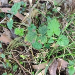 Rubus parvifolius at Mares Run, NSW - 1 Sep 2024 by LyndalT