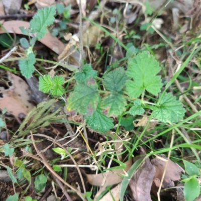 Rubus parvifolius (Native Raspberry) at Mares Run, NSW - 1 Sep 2024 by LyndalT