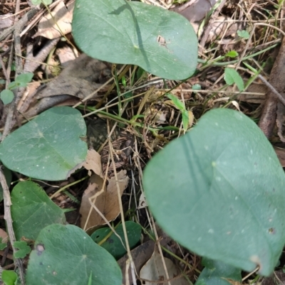 Stephania japonica (Stephania, Tape Vine, Snake Vine) at Mares Run, NSW - 1 Sep 2024 by LyndalT