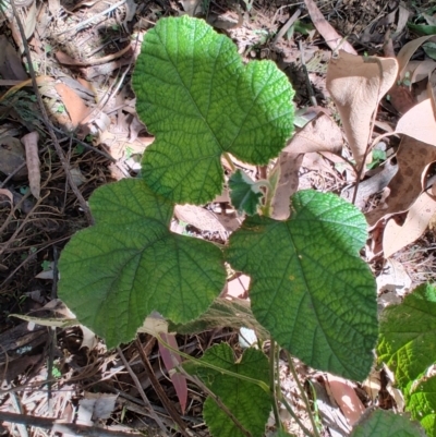 Rubus moluccanus (Molucca Bramble) at Mares Run, NSW - 1 Sep 2024 by LyndalT