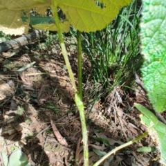Rubus moluccanus at Mares Run, NSW - 1 Sep 2024 11:36 AM