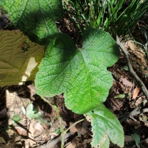 Rubus moluccanus at Mares Run, NSW - 1 Sep 2024