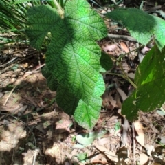 Rubus moluccanus at Mares Run, NSW - 1 Sep 2024 11:36 AM