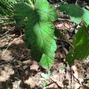 Rubus moluccanus at Mares Run, NSW - 1 Sep 2024 11:36 AM