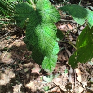 Rubus moluccanus at Mares Run, NSW - 1 Sep 2024