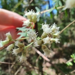 Ozothamnus rufescens (Soft Dogwood) at Mares Run, NSW - 1 Sep 2024 by LyndalT