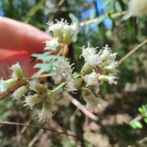 Ozothamnus rufescens at Mares Run, NSW - 1 Sep 2024 11:37 AM