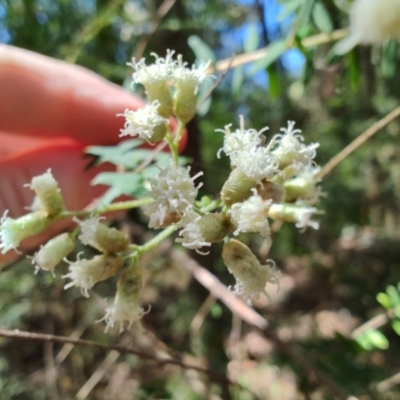 Ozothamnus rufescens (Soft Dogwood) at Mares Run, NSW - 1 Sep 2024 by LyndalT