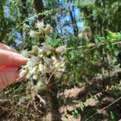 Ozothamnus rufescens at Mares Run, NSW - 1 Sep 2024 11:37 AM