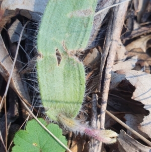 Caladenia actensis at suppressed - 1 Sep 2024