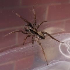 Unidentified Spider (Araneae) at Narrabundah, ACT - 1 Sep 2024 by RobParnell