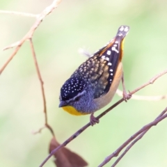 Pardalotus punctatus at Rosedale, NSW - 1 Sep 2024 11:06 AM