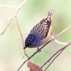 Pardalotus punctatus at Rosedale, NSW - 1 Sep 2024 11:06 AM