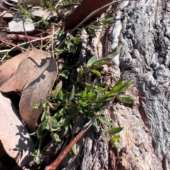 Einadia nutans subsp. nutans (Climbing Saltbush) at Higgins, ACT - 24 Aug 2024 by Untidy