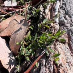 Einadia nutans subsp. nutans at Higgins, ACT - 24 Aug 2024