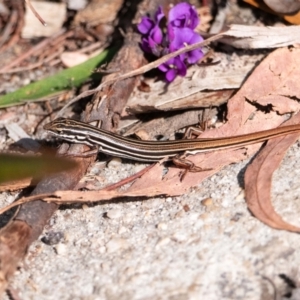 Ctenotus taeniolatus at Acton, ACT - 15 Aug 2024