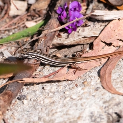 Ctenotus taeniolatus (Copper-tailed Skink) at Acton, ACT - 15 Aug 2024 by Untidy