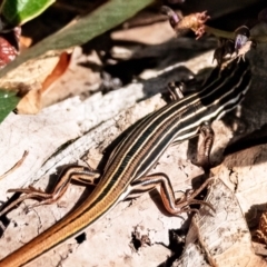 Ctenotus taeniolatus at Acton, ACT - 15 Aug 2024