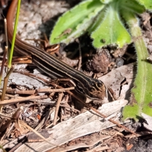 Ctenotus taeniolatus at Acton, ACT - 15 Aug 2024