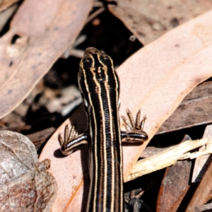 Ctenotus taeniolatus at Acton, ACT - 15 Aug 2024