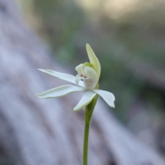 Caladenia fuscata (Dusky Fingers) at Cowra, NSW - 29 Aug 2024 by RobG1