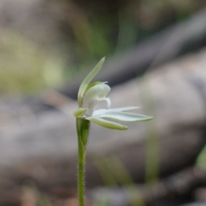 Caladenia fuscata at Cowra, NSW - suppressed