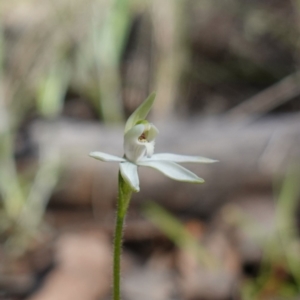 Caladenia fuscata at Cowra, NSW - suppressed