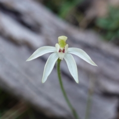 Caladenia fuscata at Cowra, NSW - suppressed