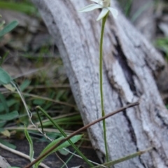 Caladenia fuscata at Cowra, NSW - suppressed